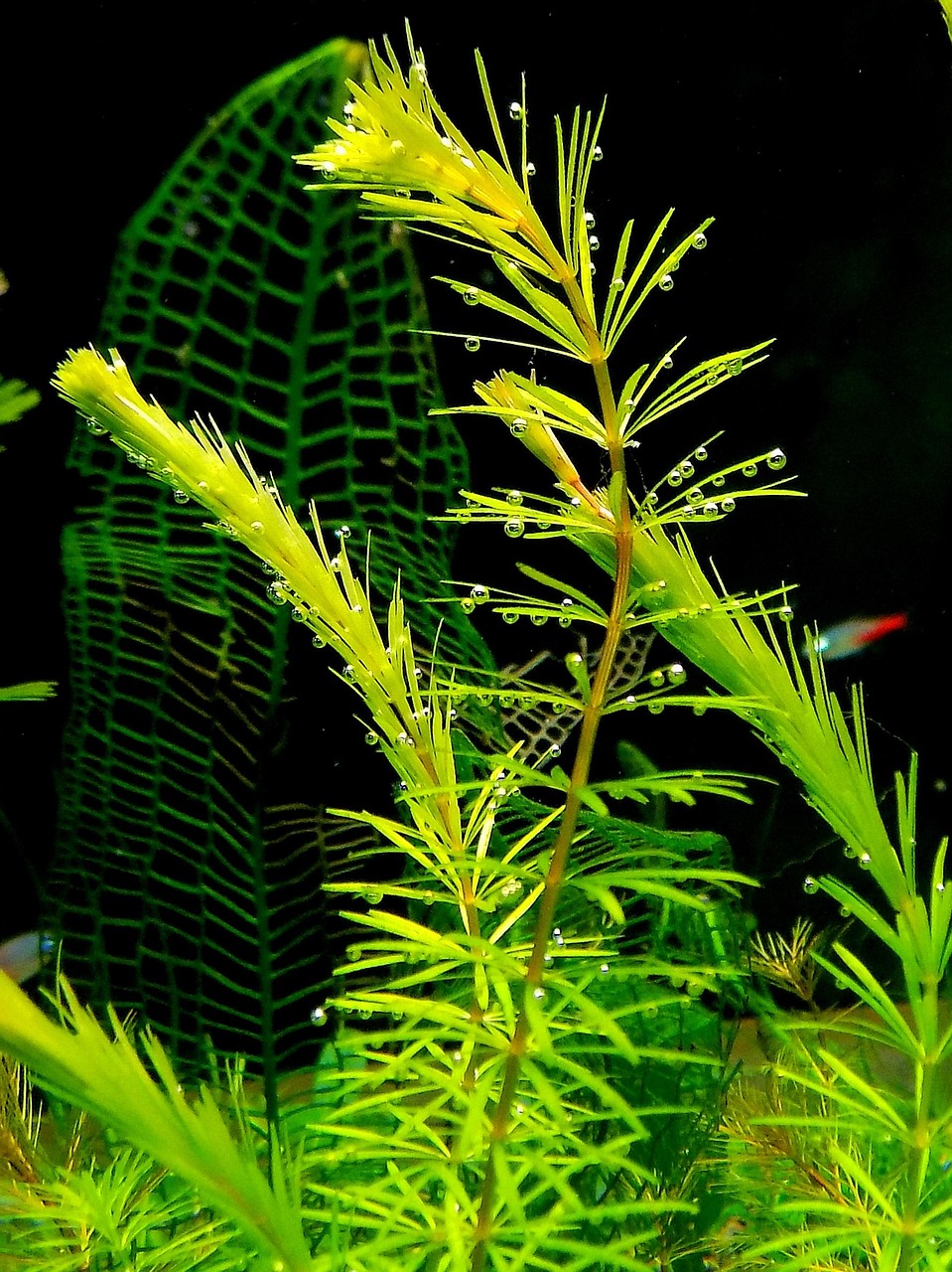 aquarium, nature, plant, tropical, aquarium, aquarium, aquarium, aquarium, aquarium