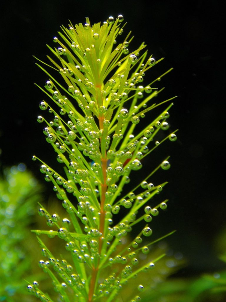 ceratophyllum, nature, aquarium plant, plant, aquarium, air bubbles, bubbles