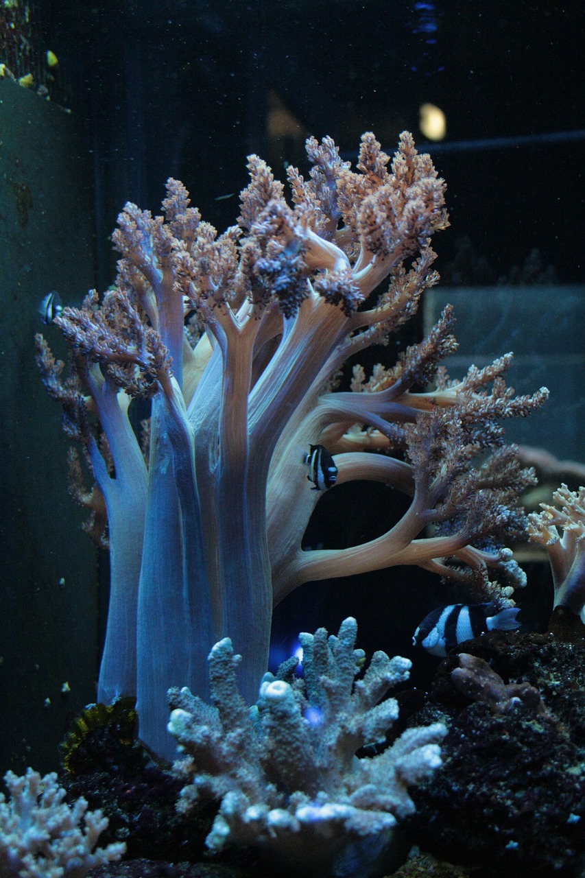 coral, aquarium, marine life, coral, coral, coral, coral, coral, marine life, marine life