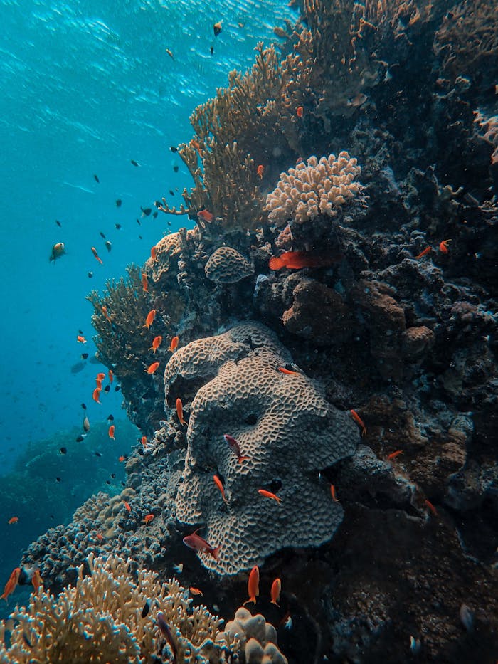 Colorful coral reef teeming with marine life and vibrant fish underwater.