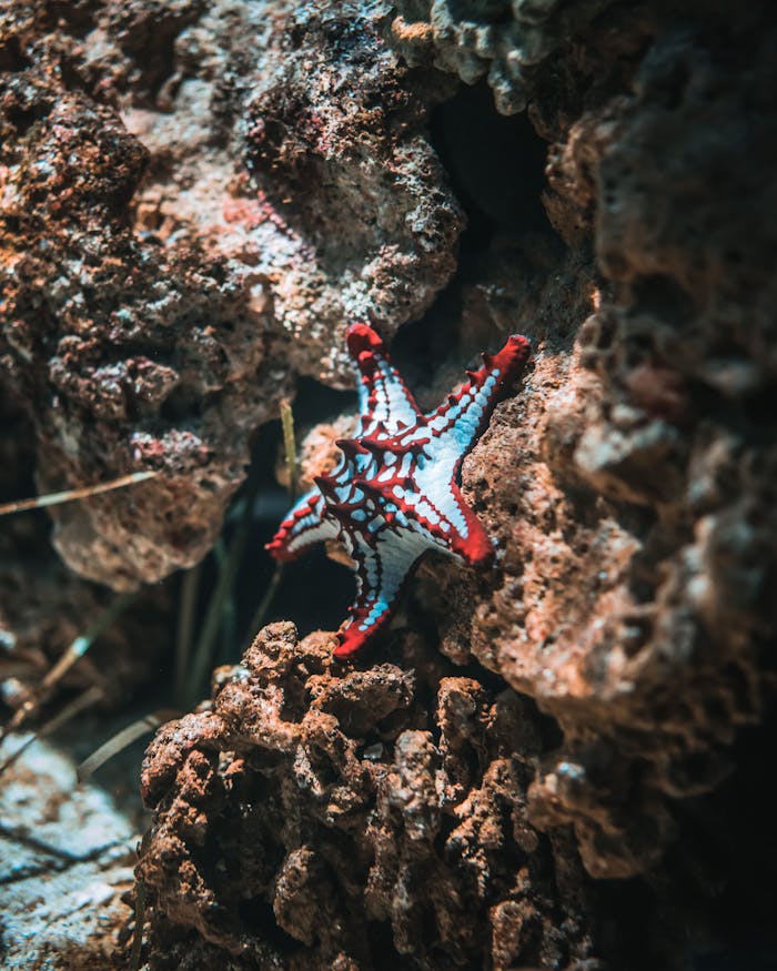 Vibrant red starfish resting on a coral reef underwater, showcasing marine life beauty.