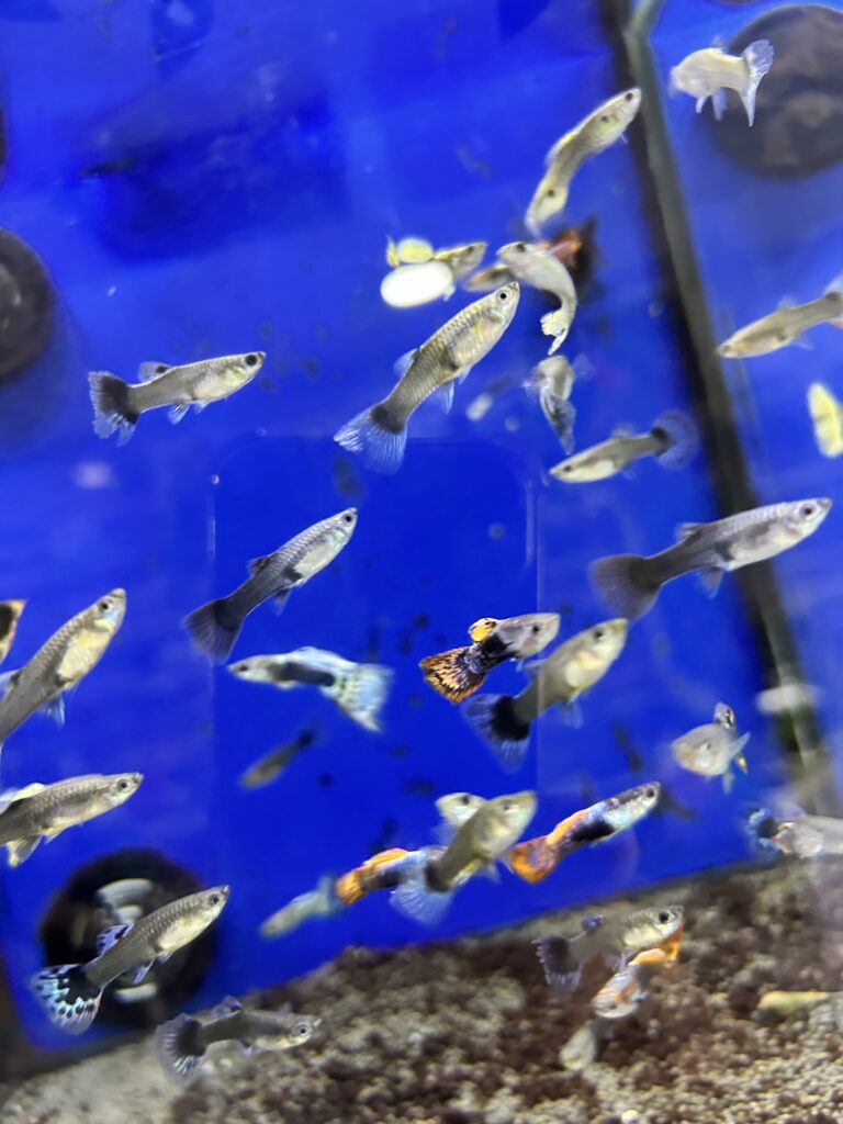 img 9636.jpg